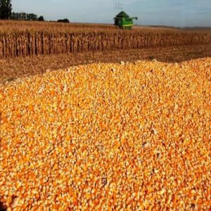 Cung Cấp Lương Thực, Thực Phẩm